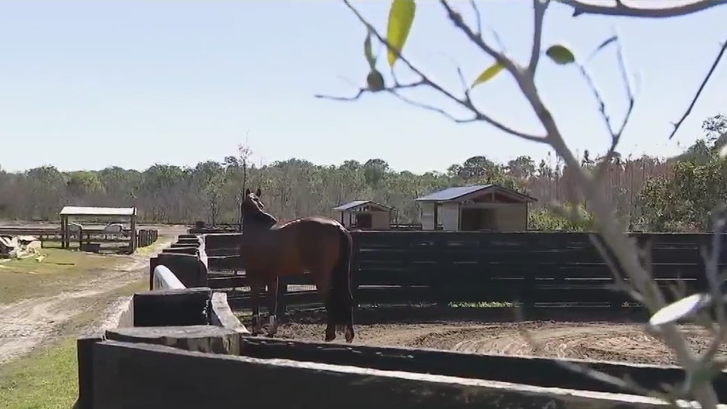 Winter Garden horse farm says new city development forcing them out